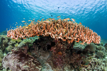 Fototapeta na wymiar Coral table