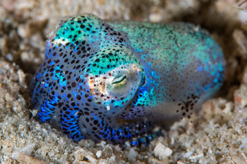 Bobtail Squid