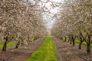 Obraz premium Almond trees blooming in the orchard. Selective focus.