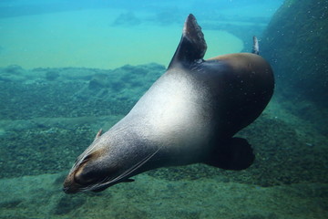 The seal is swimming underwater