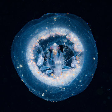 Phronima