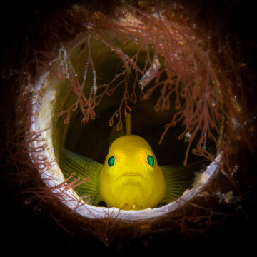 Lemon Goby