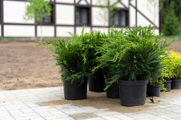 Fototapeta na wymiar Bushes in tubs prepared for landscaping the garden, in the background a half-timbered house.