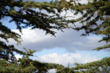 cloudy blue sky and fir tree