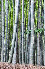 Vertical pattern of bamboo in the forest in Kyoto. Japan.