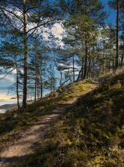 Patn in the forest