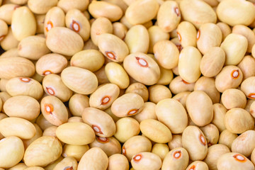 Beautiful multicolored beans close-up on a concrete background