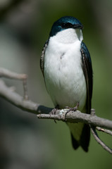 Tree Swallow