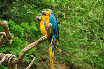 blue and gold macaw