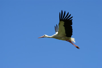 Aist flies in clear blue sky