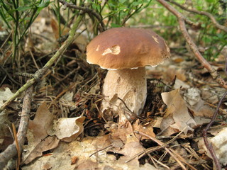 mushroom in the forest