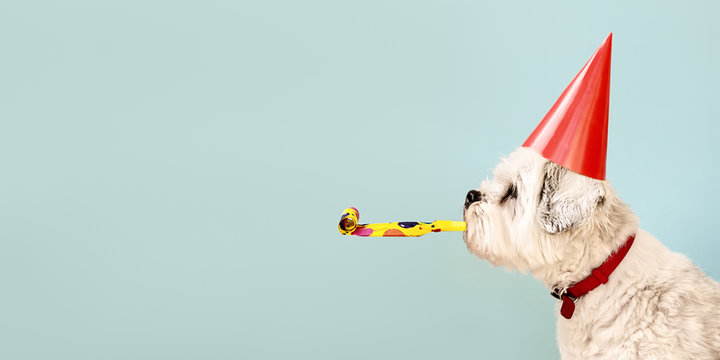 Dog celebrating with party hat