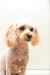 キャバプーの顔