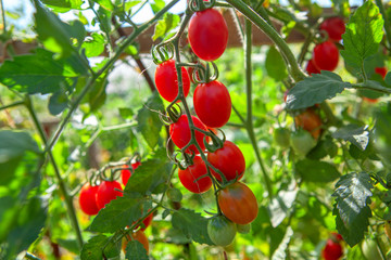 cherry tomatoes in garden ready to harvest