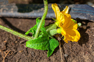 blooming cucumber with flower growing in the garden 
