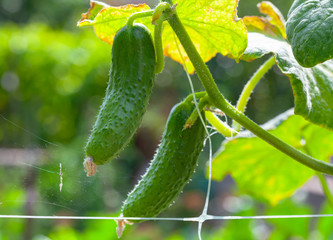  cucumber with green leaves growing in the garden 
