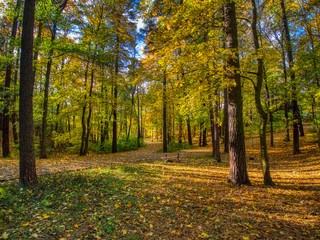 yellow leaves on footpath in the park in autumn