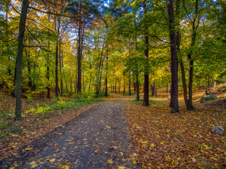 yellow leaves on footpath in the park in autumn