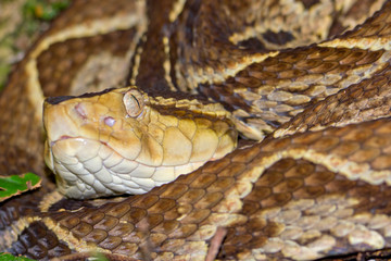 Fer-de-lance Viper, Terciopelo Viper, Bothrops asper, Tropical Rainforest, Costa Rica, Central America, America
