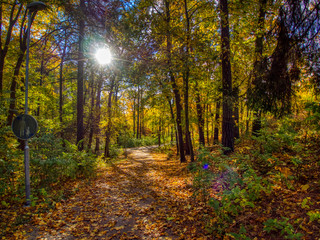 yellow leaves on footpath in the park in autumn