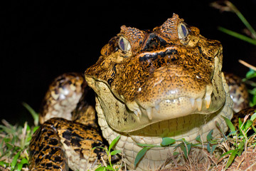 Obraz premium Spectacled Caiman, White Caiman, Common Caiman, Caiman crocodilus, Tropical Rainforest, Costa Rica, Central America, America