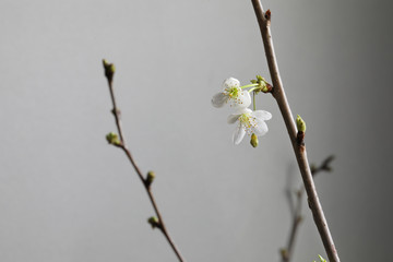 Apfelblüte, Kirschblüte, Frühling