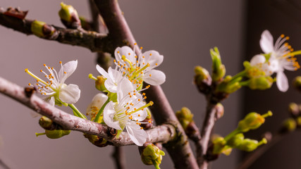 Apfelblüte, Kirschblüte, Frühling