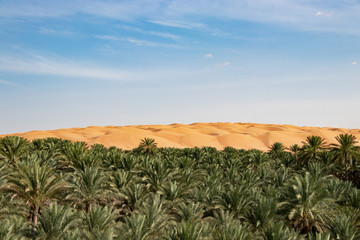 Fototapeta na wymiar Oasis with Date palms in Biiddiyya at entrence to wahiba sands to camp in Oman