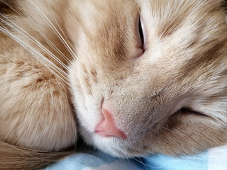 red cat sleeps in bed