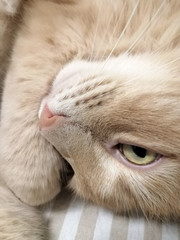 red cat sleeps in bed