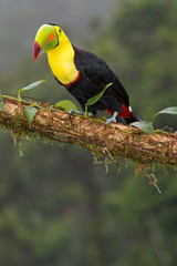 Keel-billed Toucan, Sulfur-breasted Toucan, Rainbow-billed Toucan, Ramphastos sulfuratus, Tropical Rainforest, Costa Rica, Central America, America