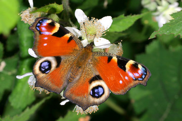European Peacock Butterfly, Aglais io, Guadarrama National Park, Segovia, Castilla y León, Spain,...
