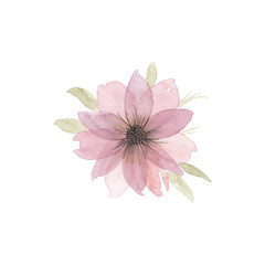 Pink watercolor flower. Hand drawn illustration, isolated on white