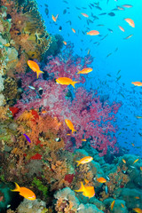 Naklejka na ściany i meble Coral Reef, Red Sea, Egypt