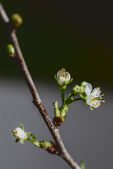 Apfelblüte, Kirschblüte, Frühling