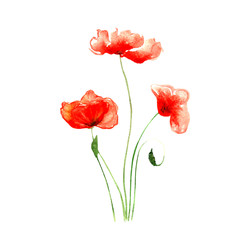 three red poppies with stems painted in watercolor