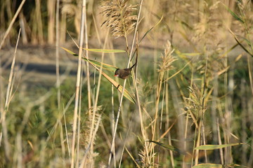 A bird on the rushes