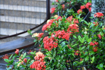 tropical garden in the rain in brazil