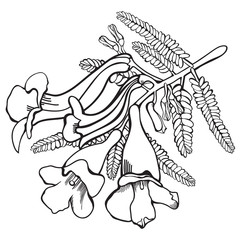 Hand-drawn Jacaranda Flowers Vector Illustration