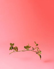 Trendy Summer layout made with rose branch on bright pastel pink sunlit background. Minimal summer flower or nature concept with creative copy space.