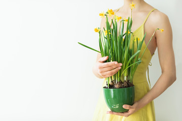 Woman in rustic yellow dress holding in hands green pot with fresh yellow narcissus flowers. Spring concept. Empty white background.