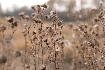 Dry field flowers.