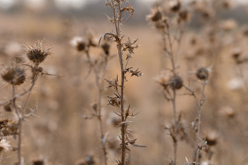 Dry field flowers.