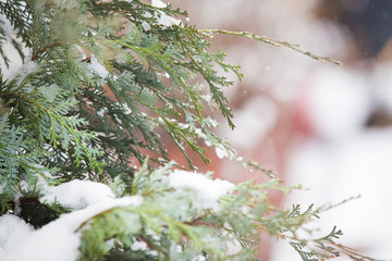 Spring blossom under last winter snow 