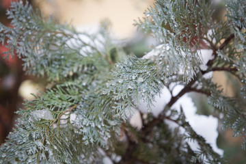 Spring blossom under last winter snow 