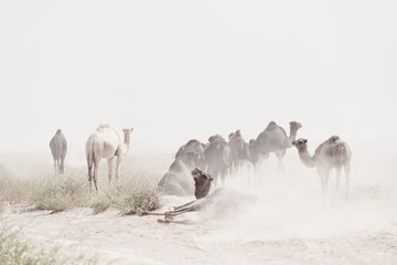 Camels (dromedaries) during sand storm in the Sahara desert, Mhamid, Morocco.