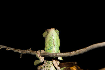 The chameleon is hanging from a narrow brown branch