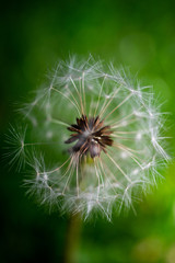 macrophotography of a dandelion in a city Park in hot summer