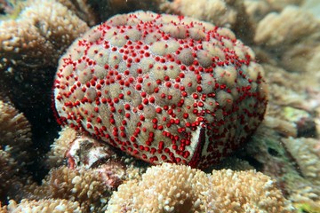 coral in the sea