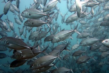 fish in aquarium